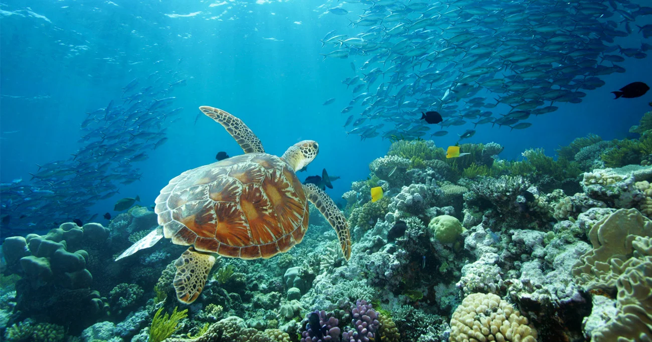 Great Barrier Reef Australia