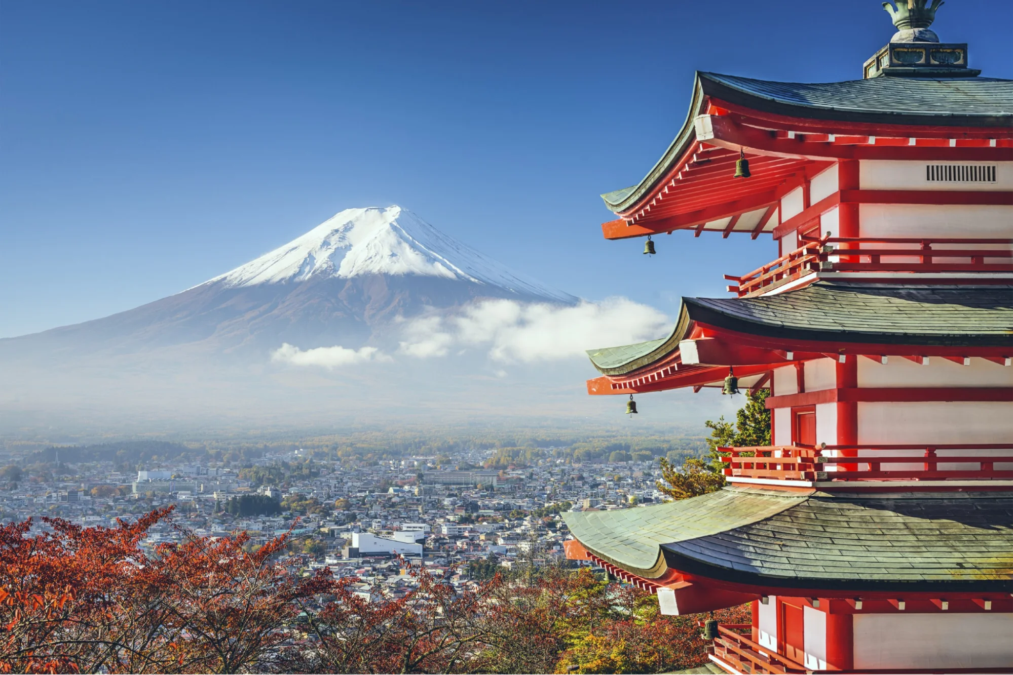 Mount Fuji cherry blossoms Japan