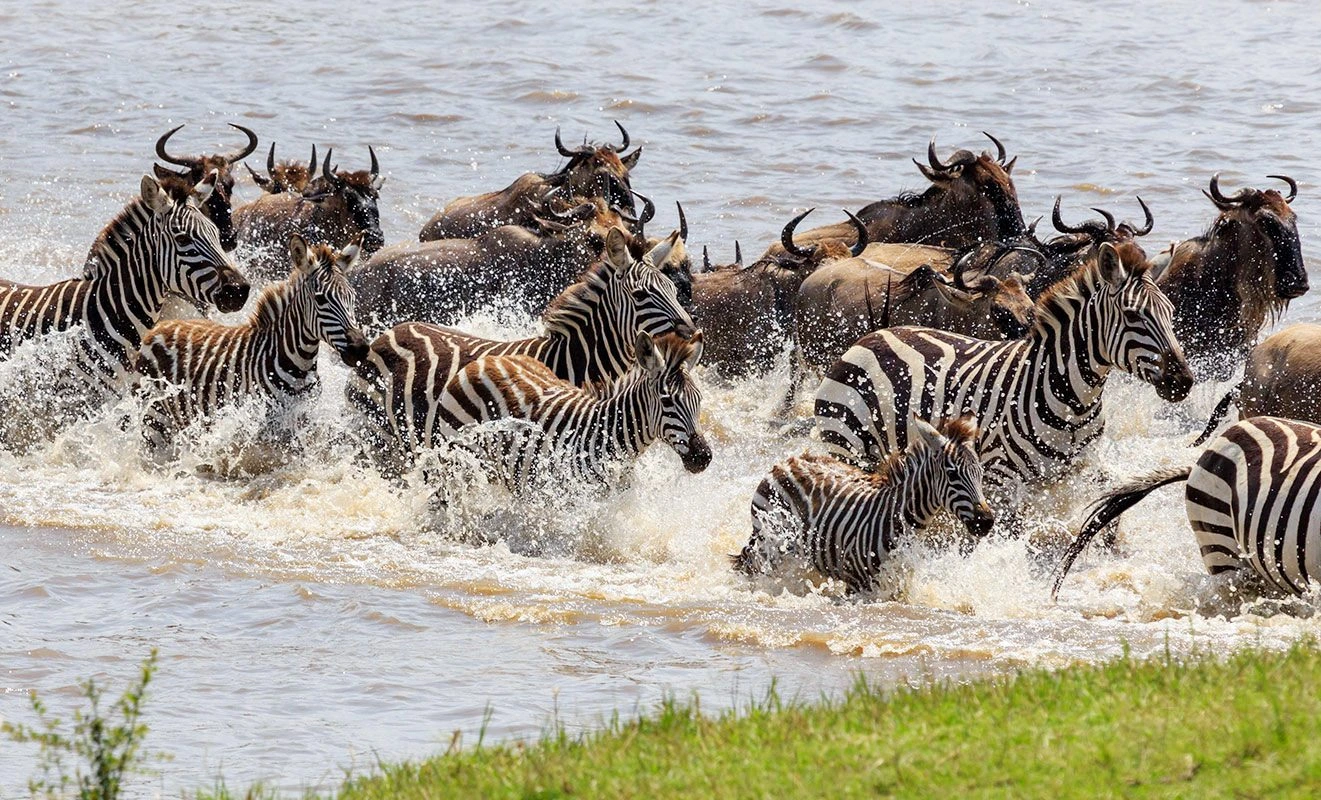 Grumeti River western corridor migration crossing crocodiles Serengeti