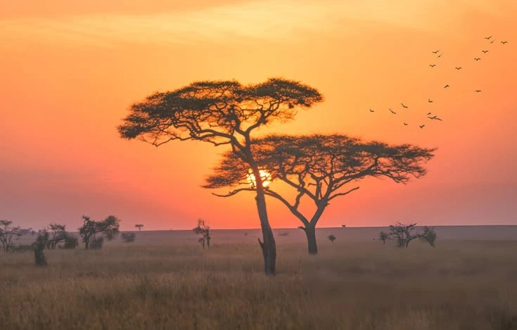 Serengeti plains at sunrise