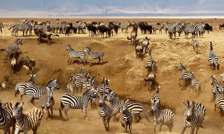 Ngorongoro Crater elephants buffaloes zebras — Big Five crater floor wildlife