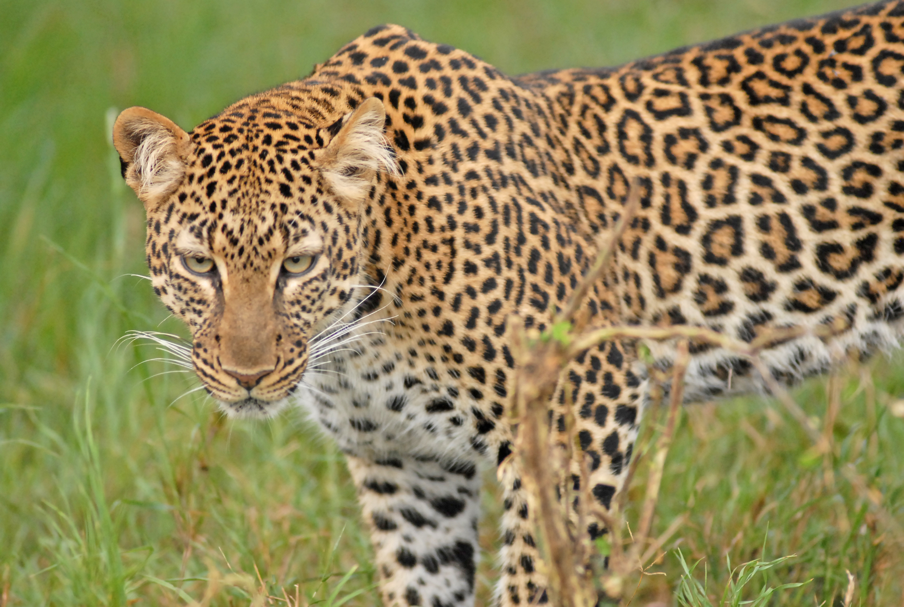 Leopard Gorge Masai Mara landscape