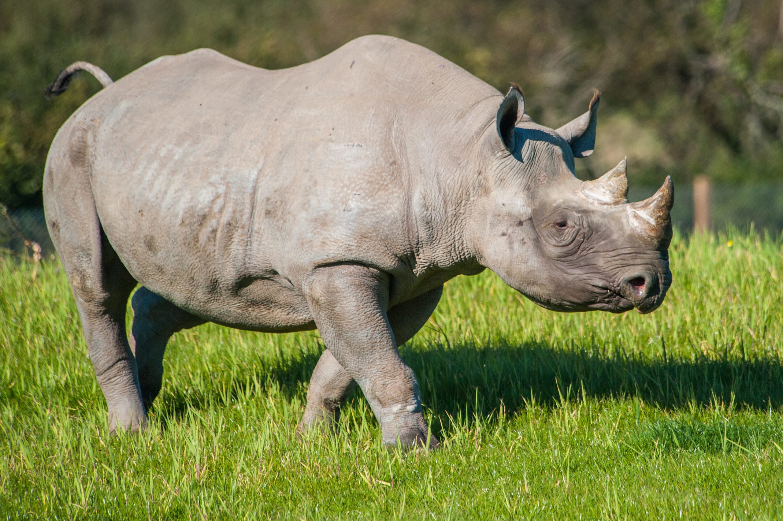 Ngorongoro black rhino — Big Five crater Tanzania rare sighting