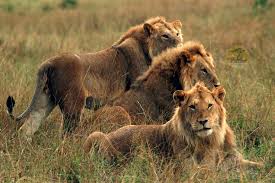 Central Serengeti — Seronera Valley lions and big cat safari