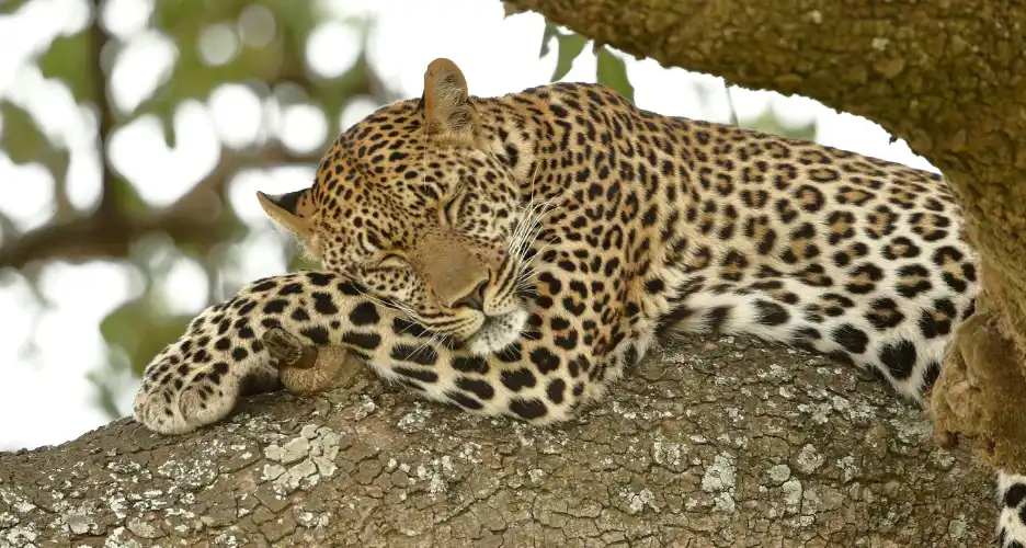 Conservancies