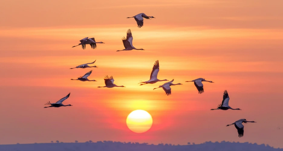 Great Migration