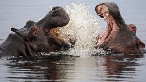 Ngorongoro hyenas hippos birds — crater ecosystem lake waterbirds flamingos