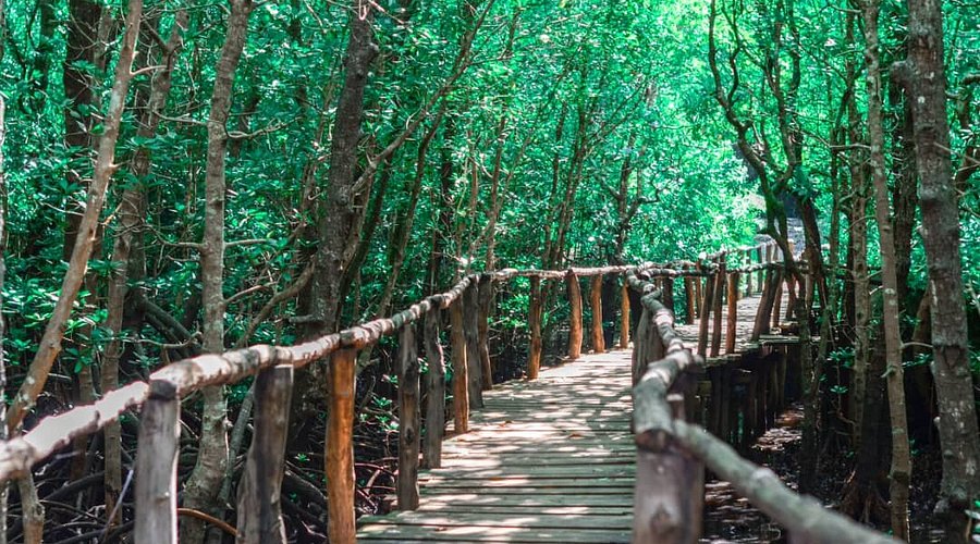 Jozani Forest Zanzibar — red colobus monkey nature walk forest experience