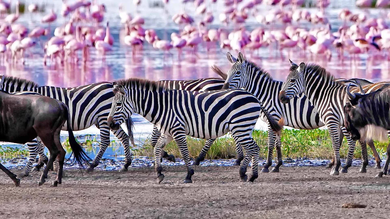 Lake Manyara National Park 2026 flamingos Rift Valley escarpment tree climbing lions Tanzania