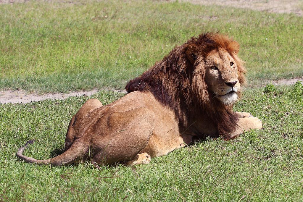 Ngorongoro Crater lions — pride grassland Big Five safari Tanzania