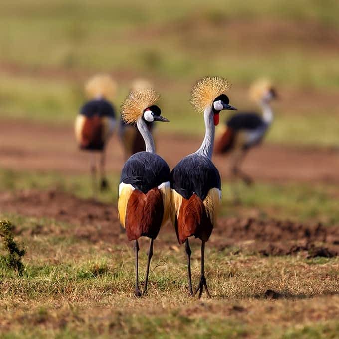 Birdwatching experience in Masai Mara with lilac-breasted roller and riverine habitats