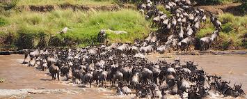 Northern Serengeti — Mara River wildebeest crossing Great Migration