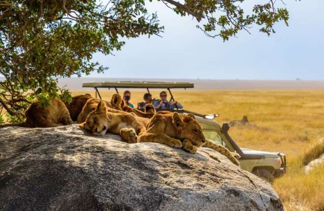 Serengeti Safari Guide 2026 lion pride on open plains with acacia trees at sunrise
