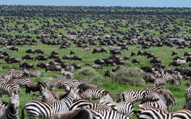Southern Serengeti Ndutu — calving season wildebeest and cheetah plains