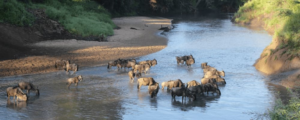 Western Serengeti — Grumeti River corridor seasonal migration
