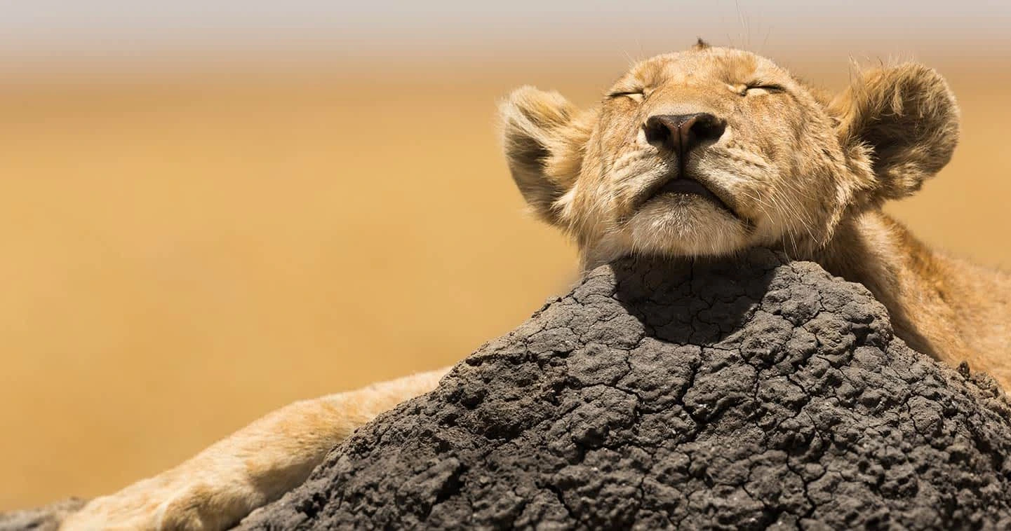 Serengeti conservation research wildlife monitoring anti-poaching