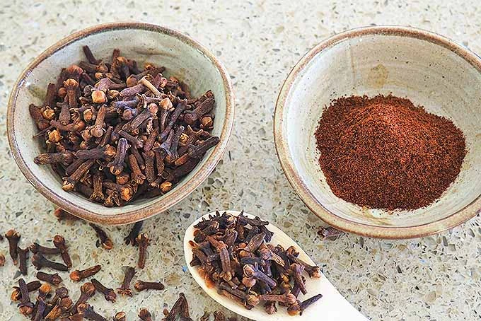 Cloves growing on tree Zanzibar spice farm Tanzania