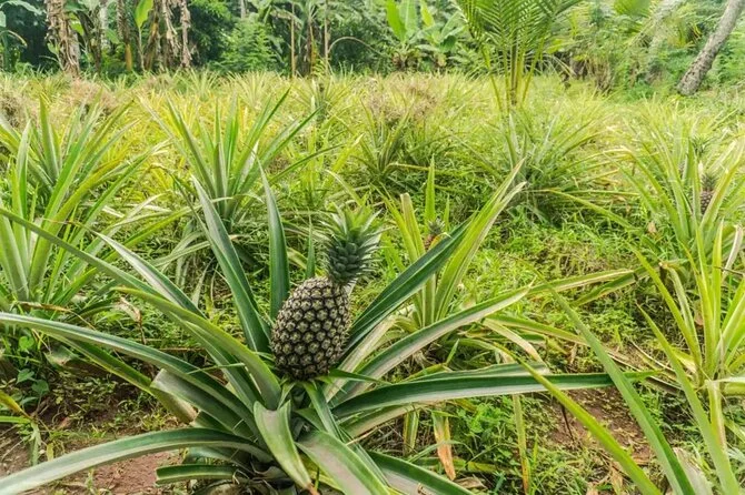 Guided walk through tropical spice plantation Zanzibar Tanzania