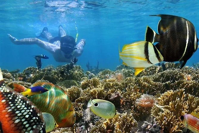 Mnemba Atoll coral reef diving Zanzibar Tanzania Indian Ocean