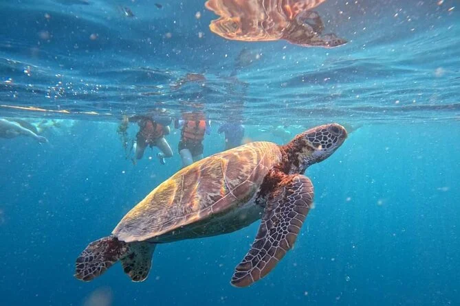 Sea turtle swimming in clear Indian Ocean waters Zanzibar Tanzania
