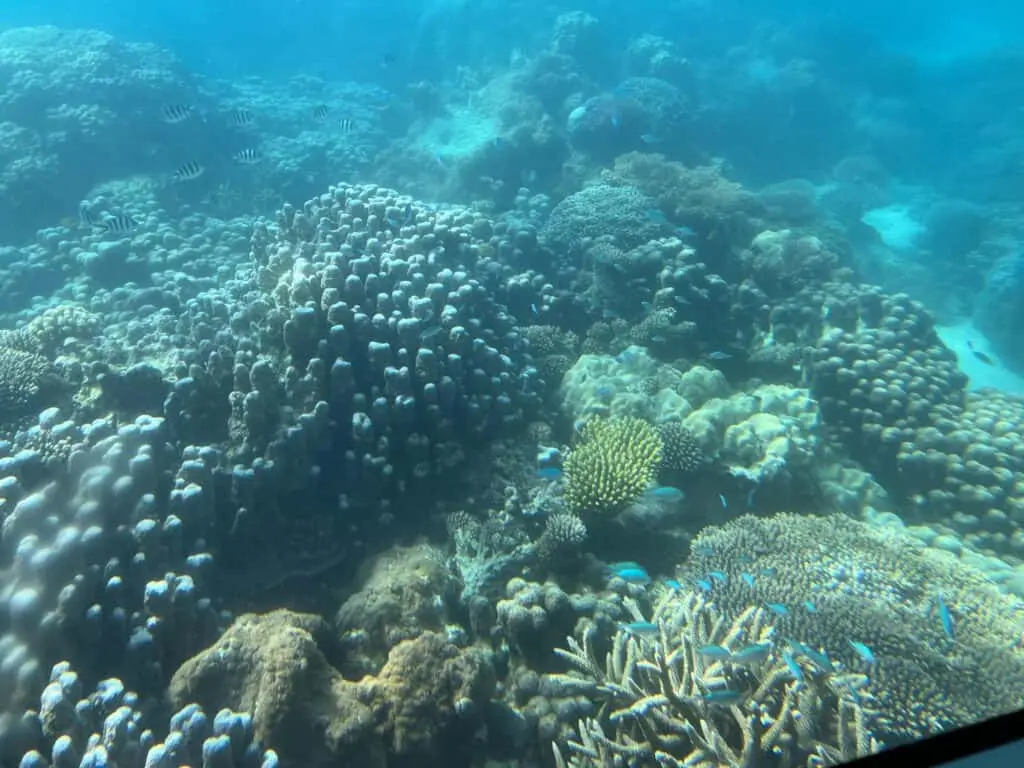 Coral reef and marine life in the Indian Ocean off Zanzibar Tanzania