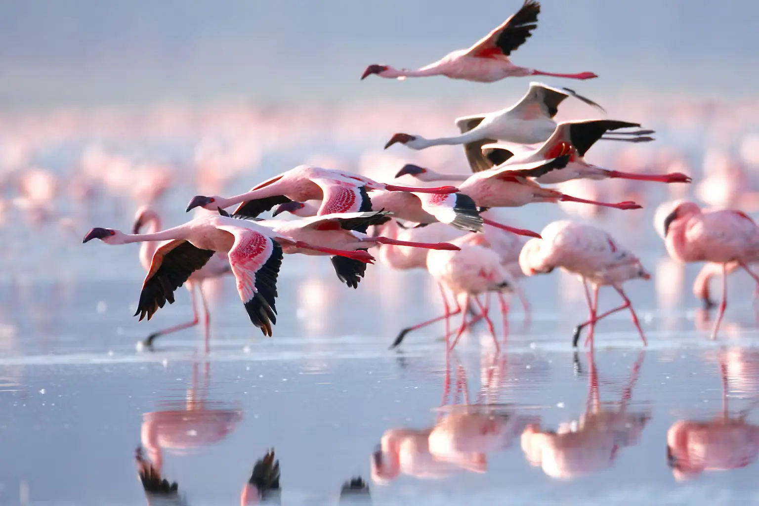Flamingo-fringed lake on the floor of Ngorongoro Crater Tanzania