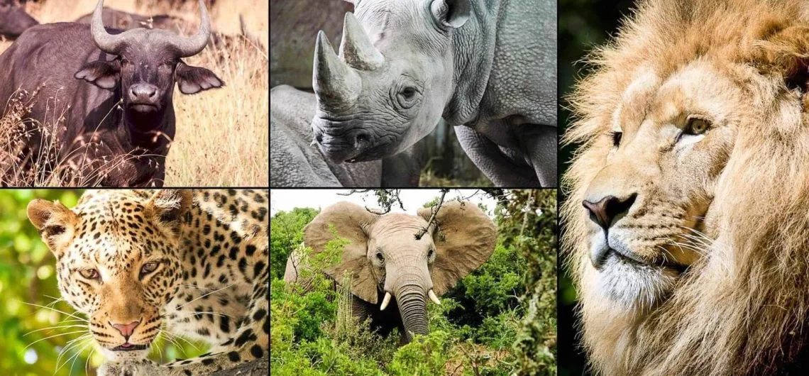 Big Five Safari in Ngorongoro Crater Tanzania