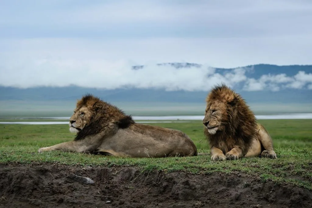 Ngorongoro Crater floor with wildlife and flamingo lake Tanzania
