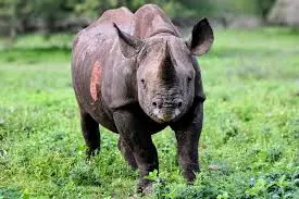 Rare black rhino sighting in Ngorongoro Crater Tanzania
