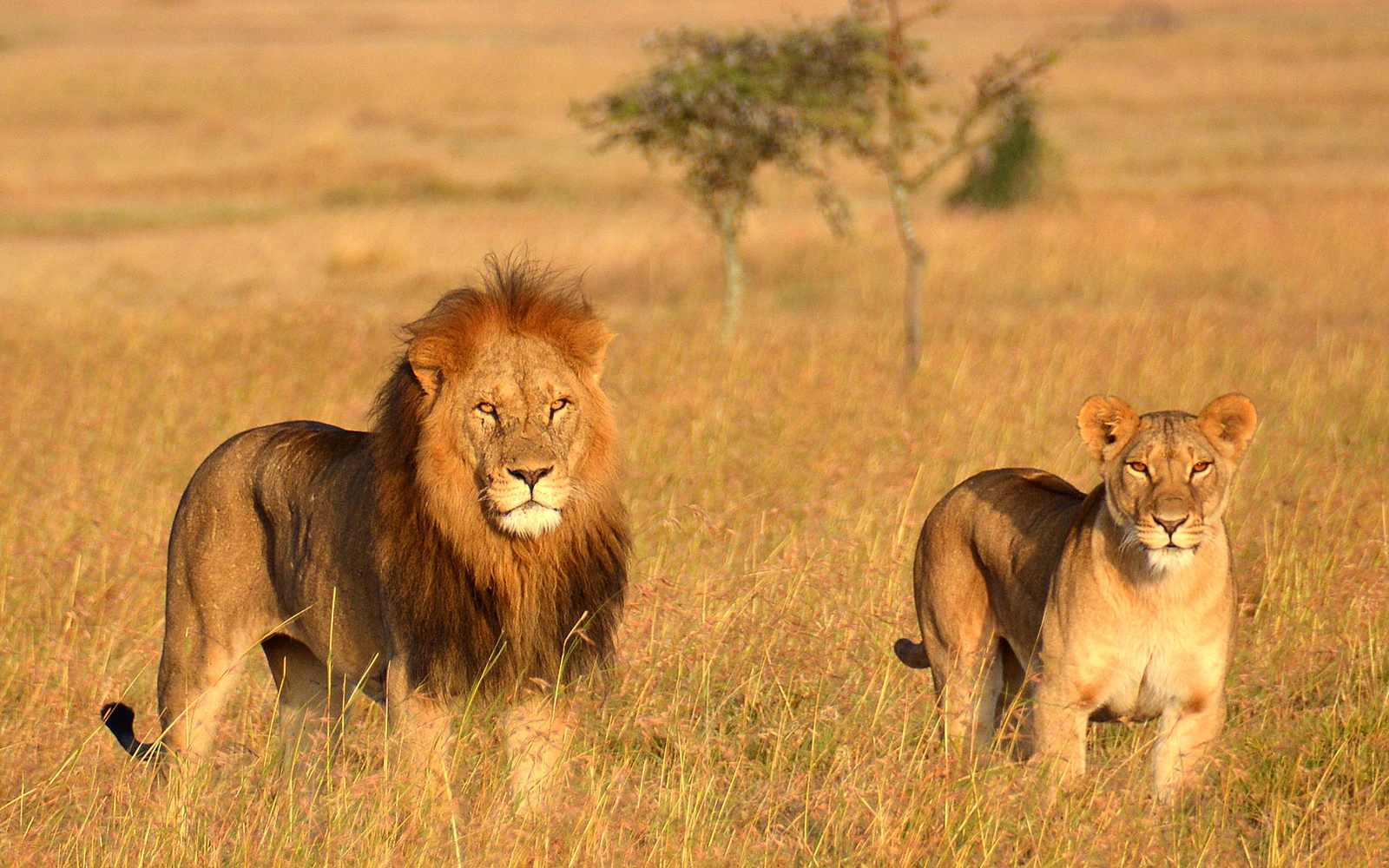 Lions of Ngorongoro Crater on game drive Tanzania