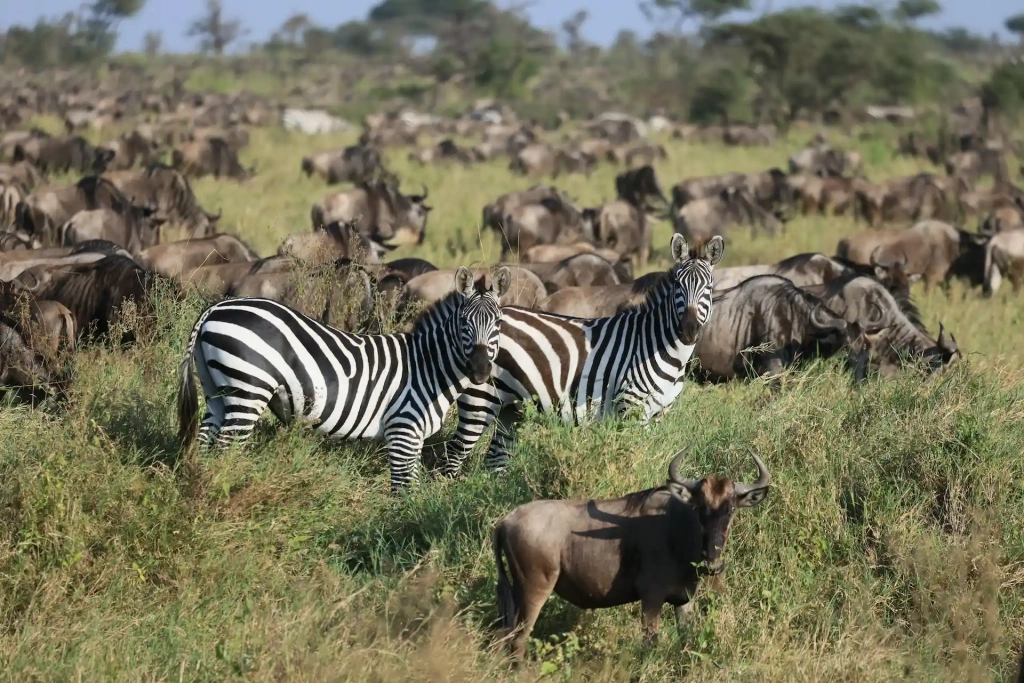 Great Wildebeest Migration Safari in Serengeti Tanzania