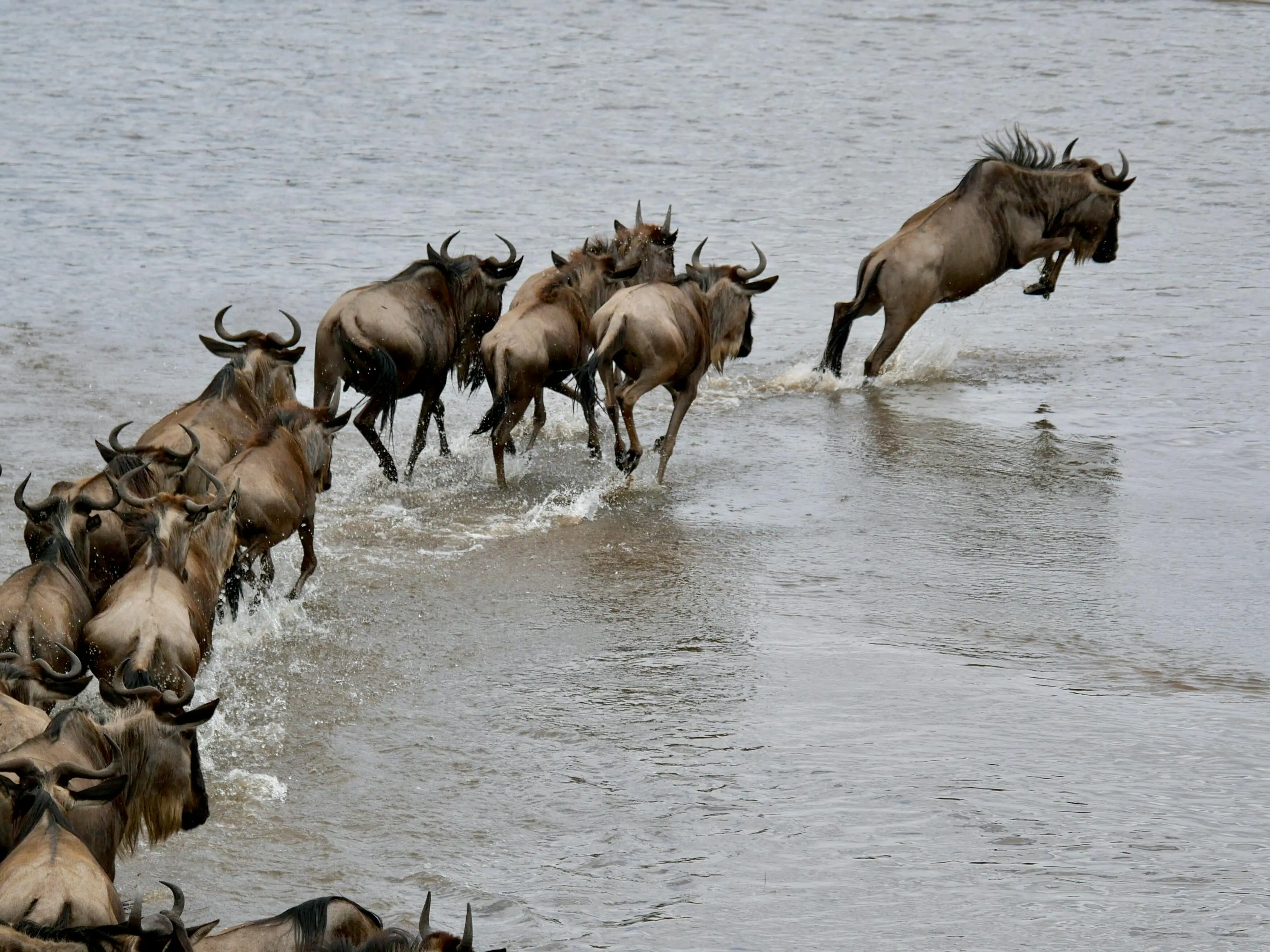 Dramatic wildebeest river crossings at the Mara River Serengeti