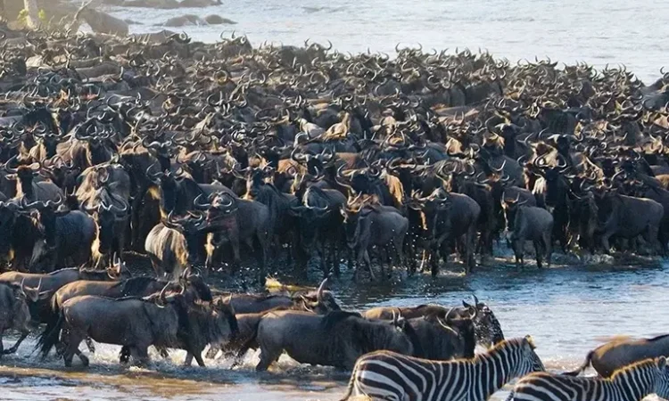 Wildebeest river crossing during the Great Migration in Serengeti
