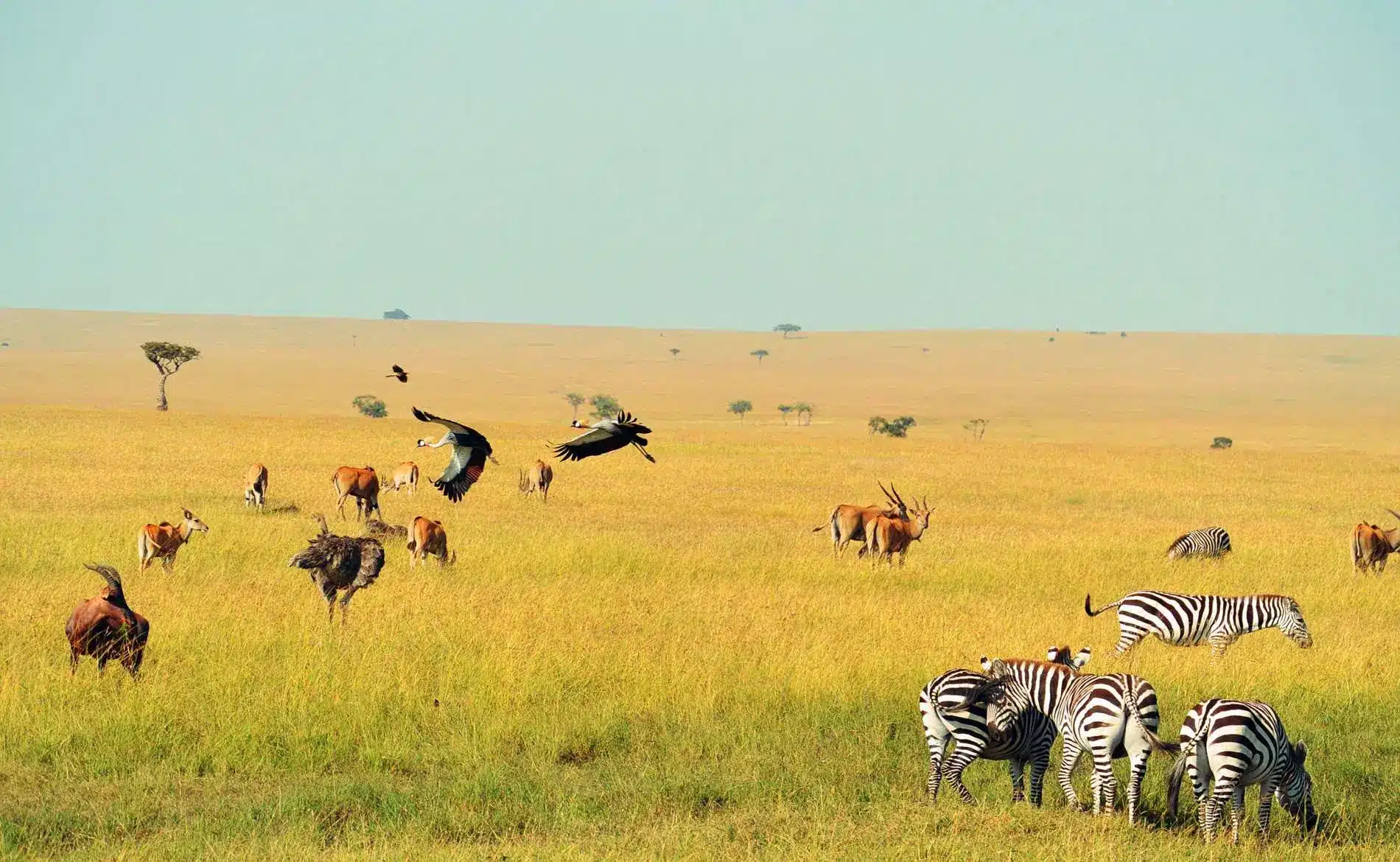 Endless plains of the Serengeti filled with wildebeest during the Great Migration