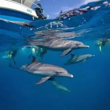 Dolphin Watching Cruise in Zanzibar Tanzania off Kizimkazi Indian Ocean