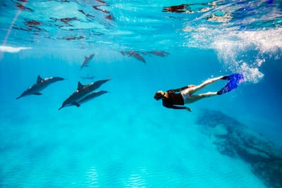 Snorkelling with dolphins in clear Indian Ocean Zanzibar Tanzania