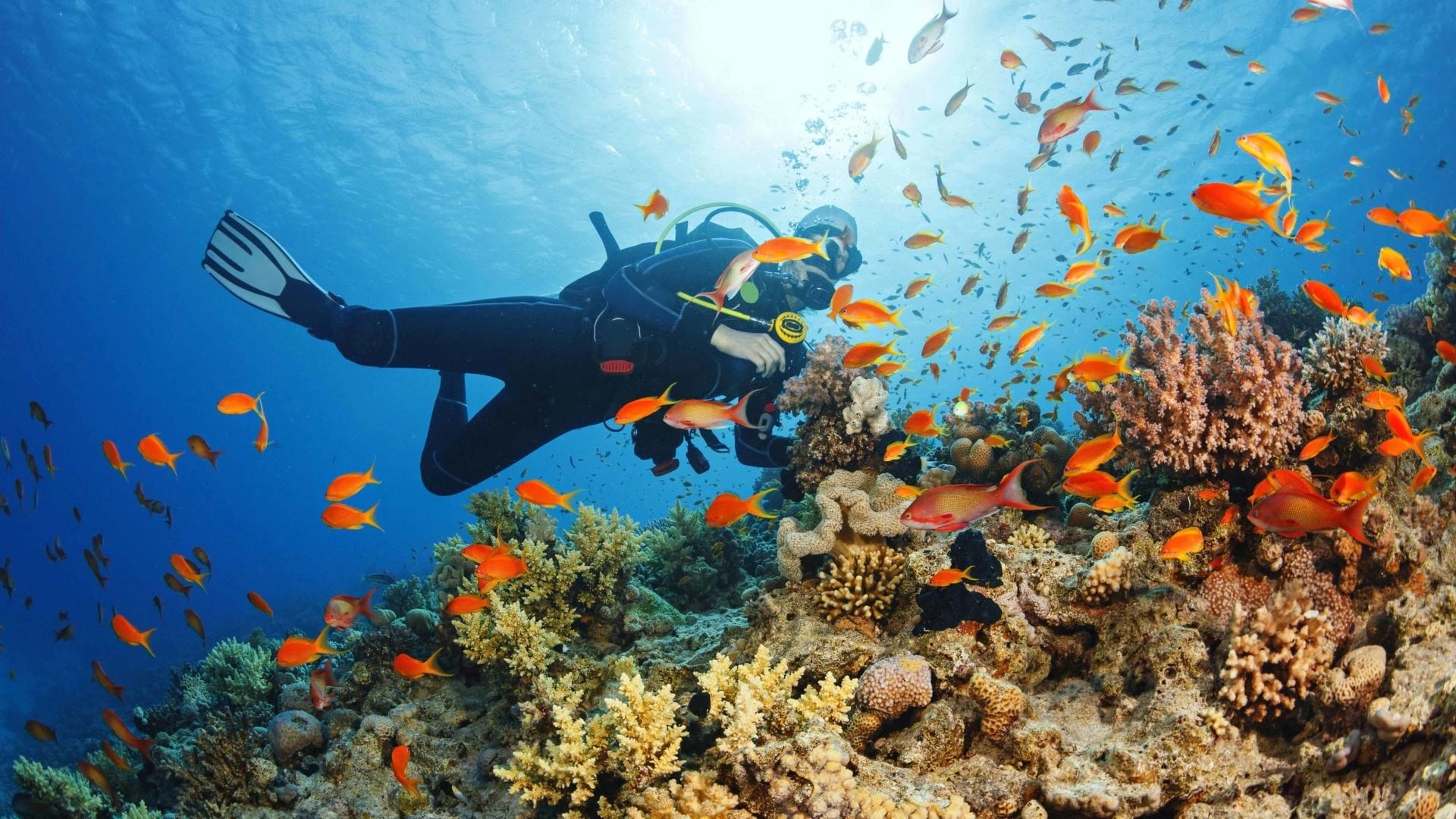 Snorkelling and Diving in Zanzibar Tanzania Indian Ocean