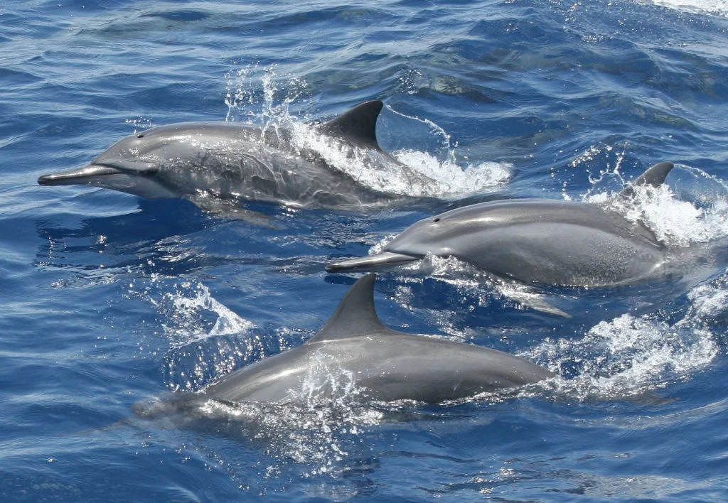 Spinner dolphin leaping and spinning in Indian Ocean Zanzibar Tanzania