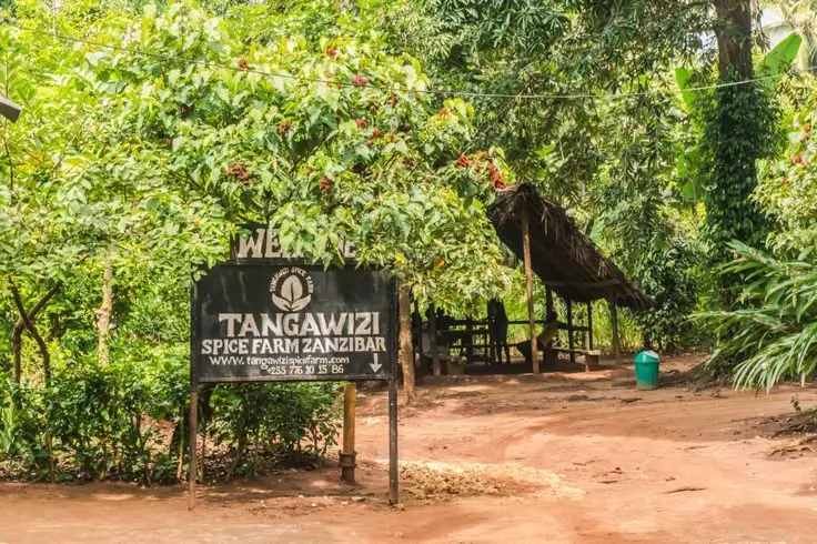 Spice Farm Tour in Zanzibar Tanzania with cloves vanilla cinnamon and tropical spices