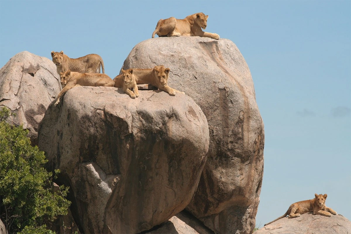 Serengeti kopjes granite rock formations lions resting