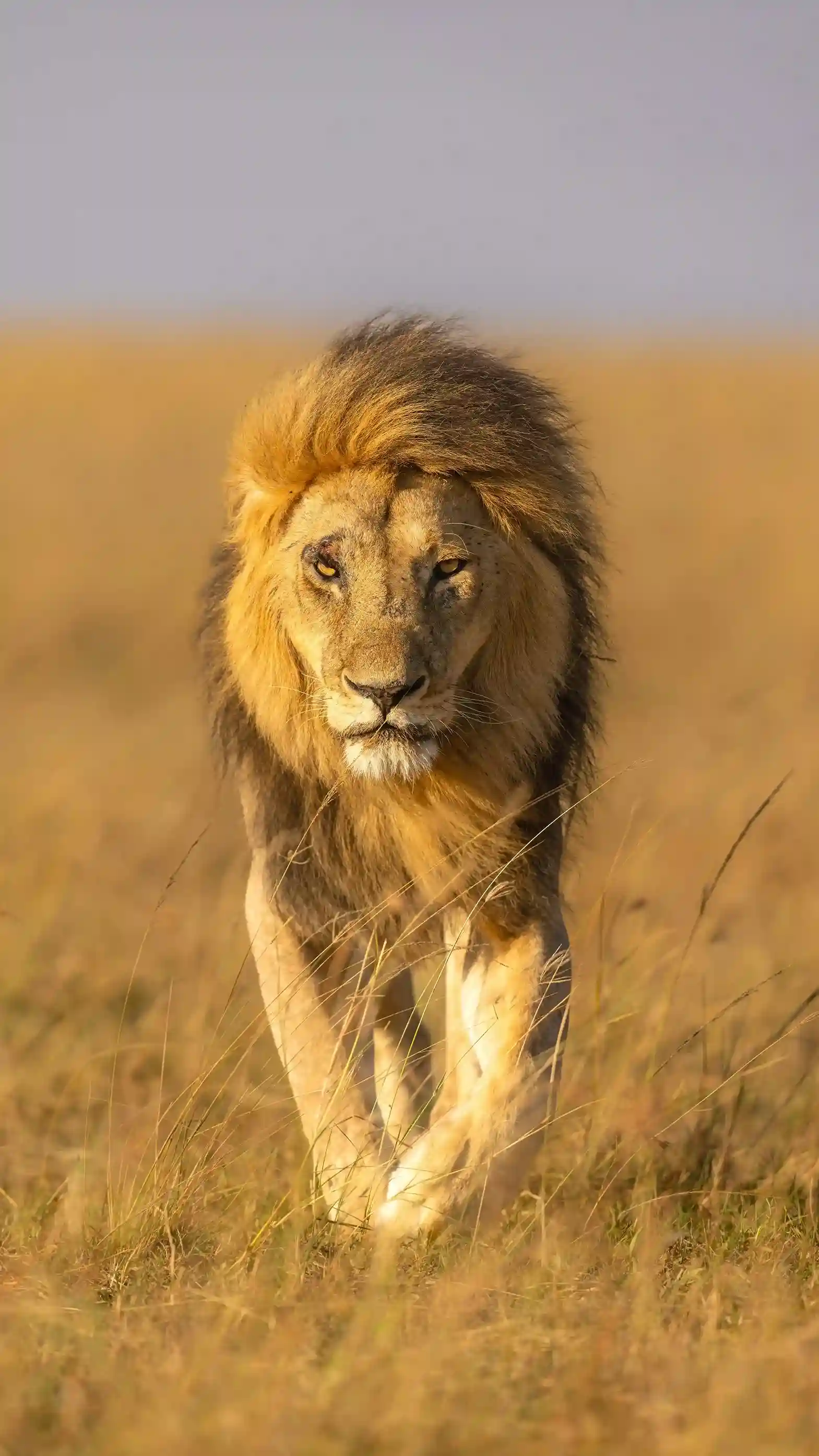 Masai Mara