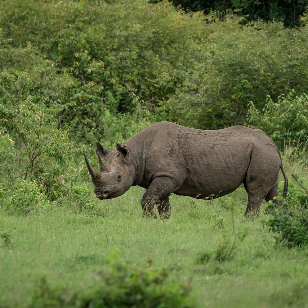 Black rhino sighting on Masai Mara safari