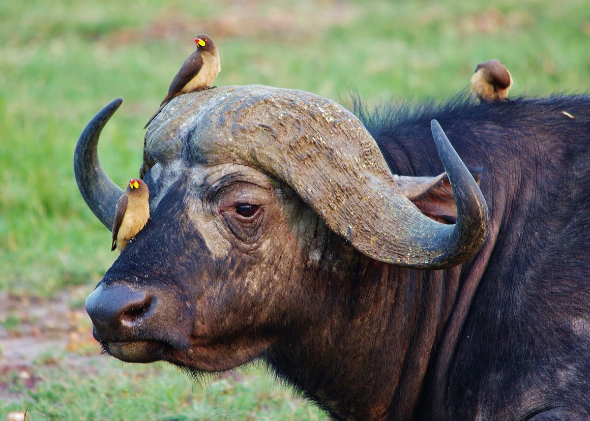 Cape buffalo herd during Masai Mara group safari