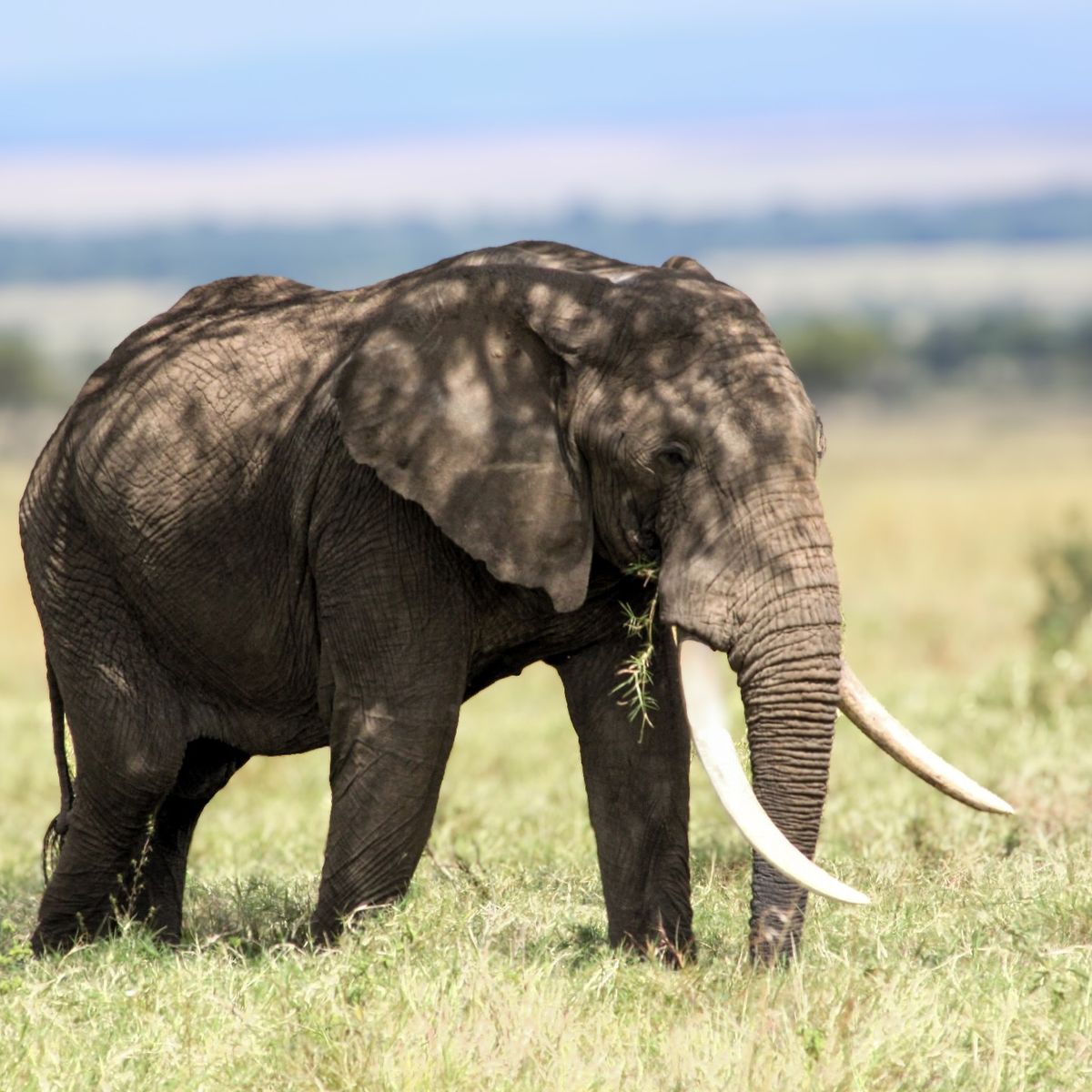 Elephant herd seen during Kenya group safari