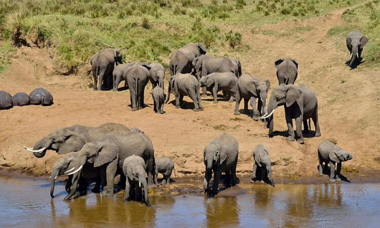 Elephant herd at Tarangire River