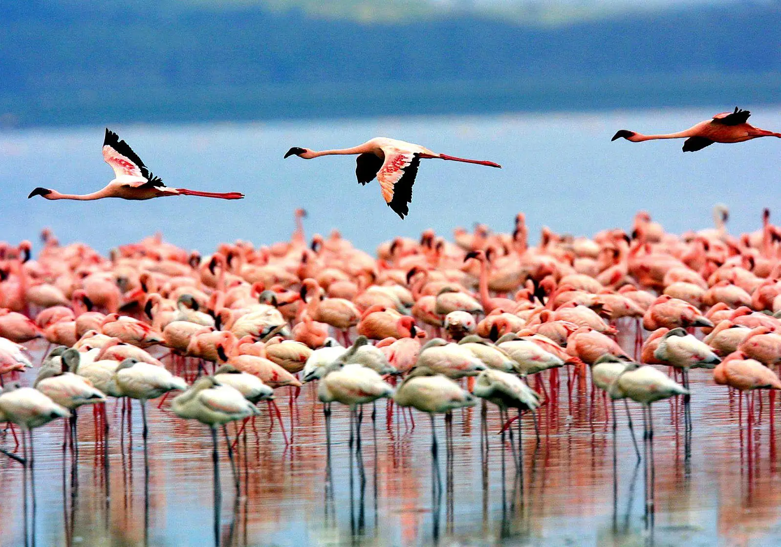 Flamingos on Ngorongoro Crater soda lake