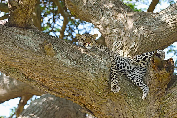 Leopard resting in an acacia tree, Serengeti