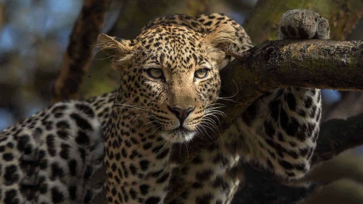 Leopard sighting on Masai Mara group tour