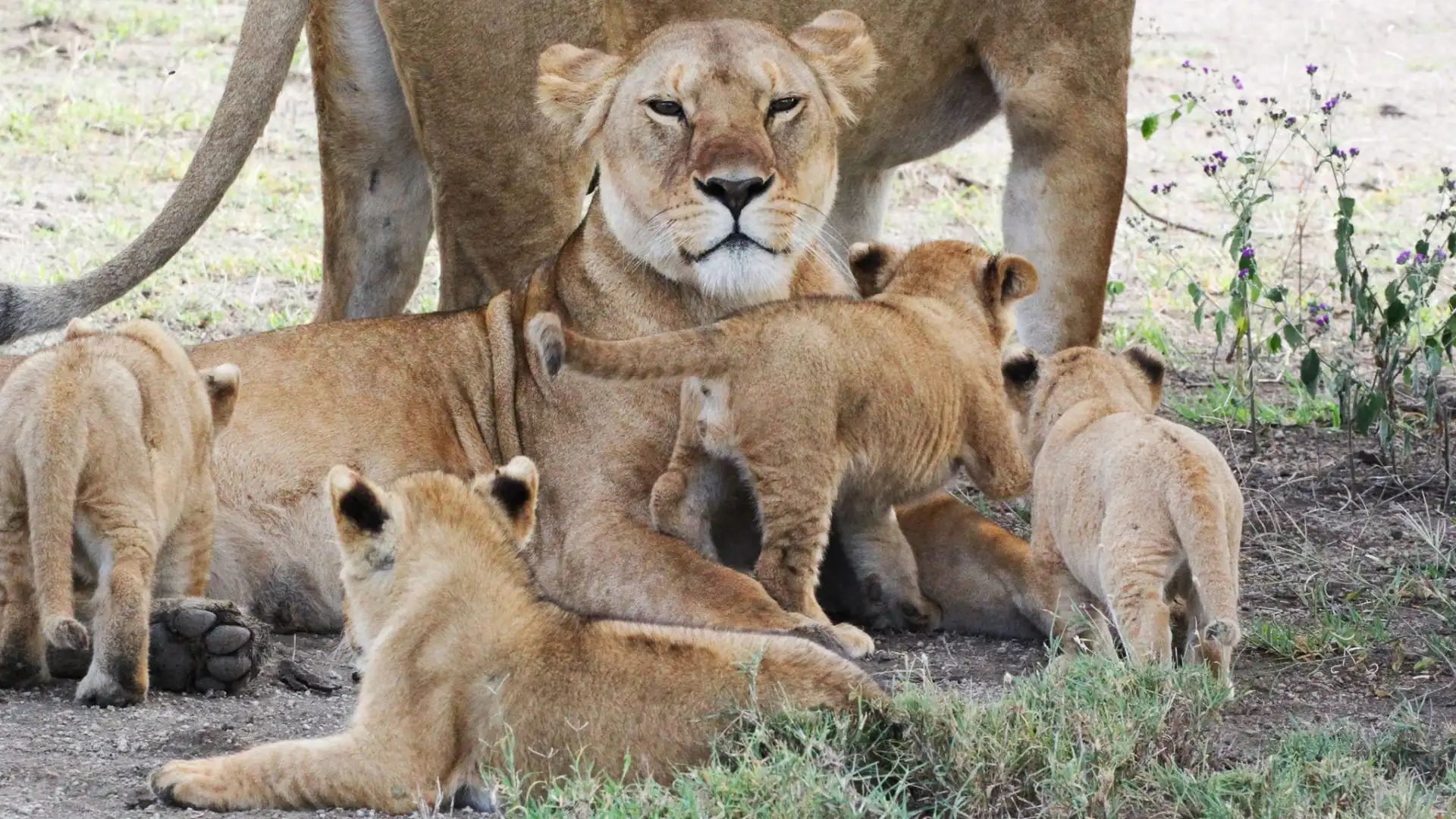 Lion pride on Ngorongoro Crater Floor