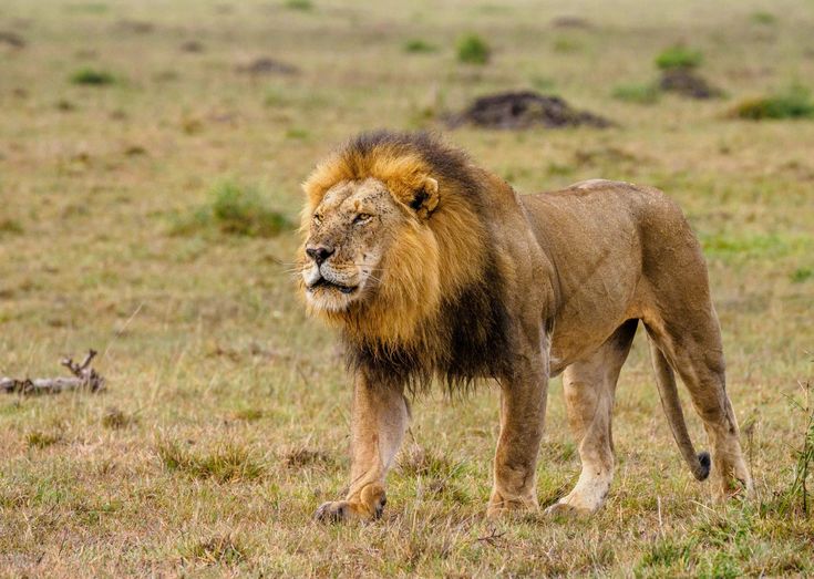 Lion sighting during Masai Mara group safari